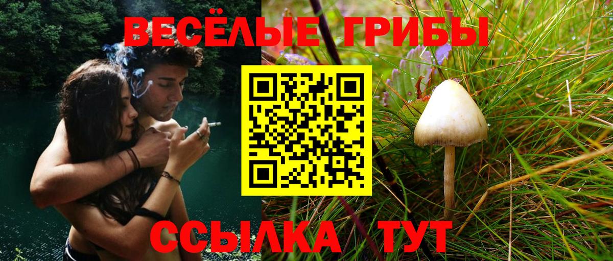 Псилоцибиновые грибы Psilocybe Саранск